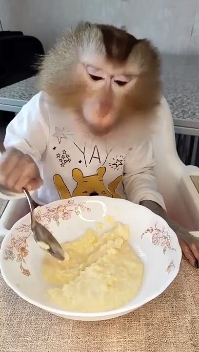 A monkey eating pudding