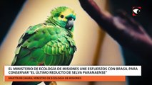 El ministerio de ecología de misiones une esfuerzos con Brasil para conservar “el último reducto de selva paranaense”