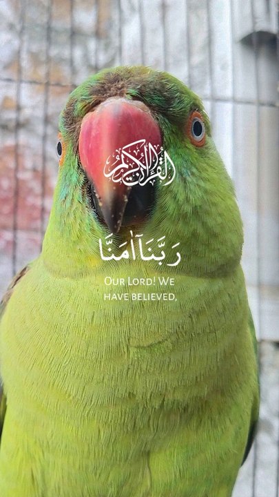 Quran recitation beautiful motion voice