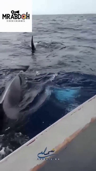Orca whale attacks fishermen in Tangier, Morocco
