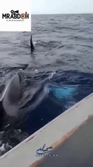 Orca whale attacks fishermen in Tangier, Morocco