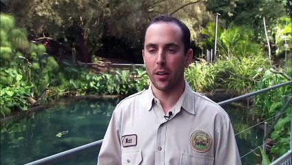 Most River Hippos Are Actually Born Underwater