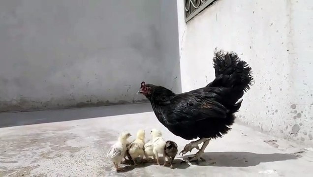 Pure desi hens _ desi chicks _ hens Farming