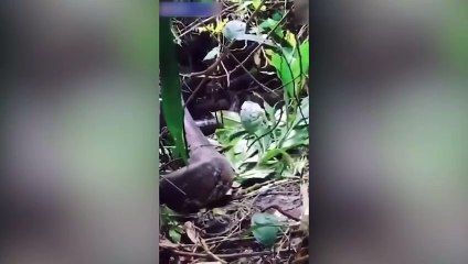 Mulher é engolida por cobra píton de 5 metros na Indonésia