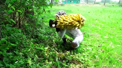 Don`t Miss Exclusively Monkey Funniest Comedy Video  Viral Funny Video 2024 Ep 156 By Our Fun Tv