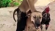 Monkey and dogs