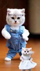 Cat lover  | Beautiful cat dance #funny #0130बिल्ली प्रेमी | सुंदर बिल्ली नृत्य #मज़ेदार #0130