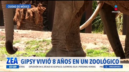 Tras años de maltrato en circos, elefantas se integran a nuevo hábitat