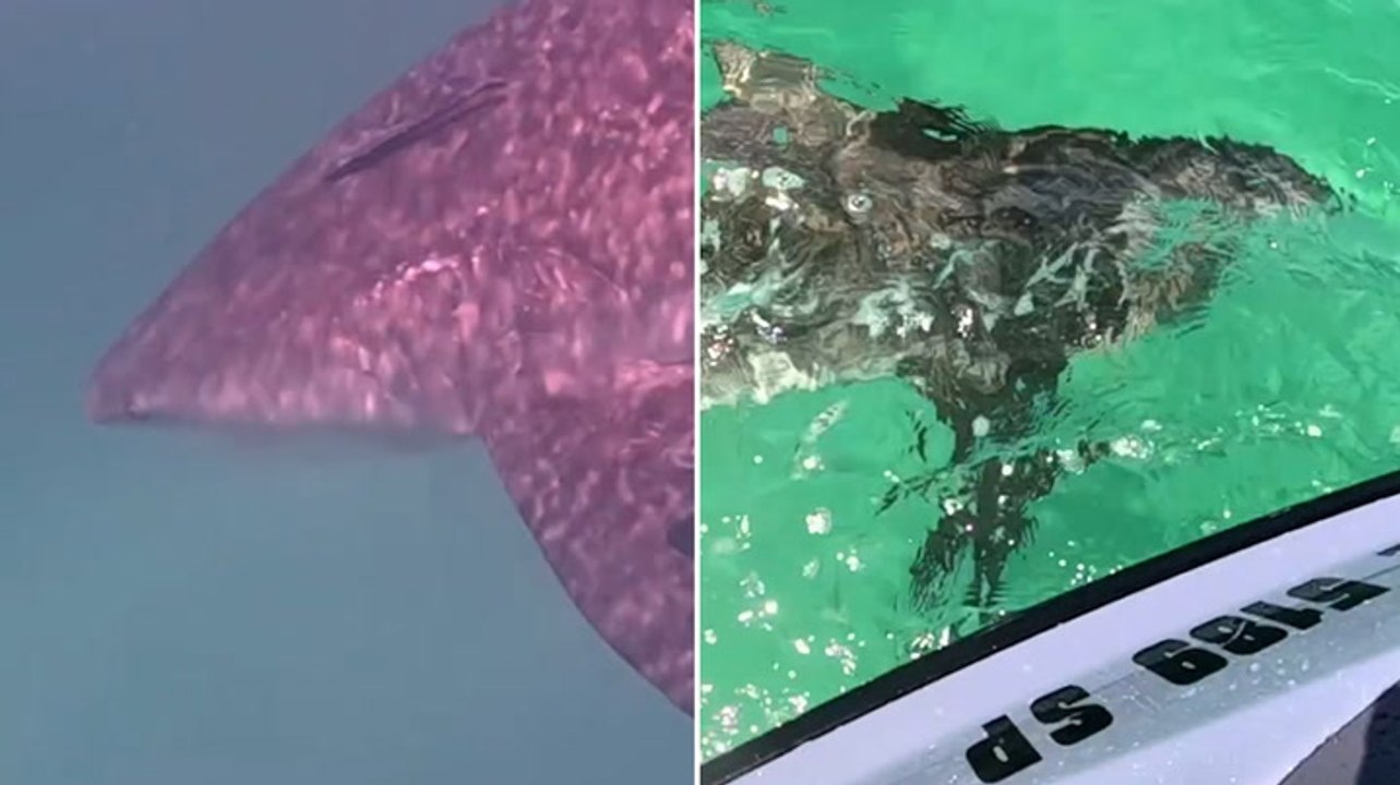 Watch: 7ft bull shark chases and rams jet ski near Florida beach