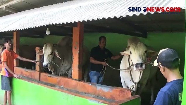 Satrio Bimo, Sapi Kurban Jokowi yang Dibeli dari Peternak di Bantul, Beratnya Hampir 1 Ton