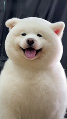 Panda black #white panda # entertainment #