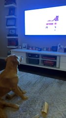 テレビを見るのが大好きな犬のペットと驚くべき反応