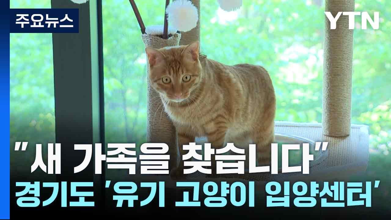 [경기] "새 가족을 찾습니다"...경기도 '유기 고양이 입양센터' / YTN