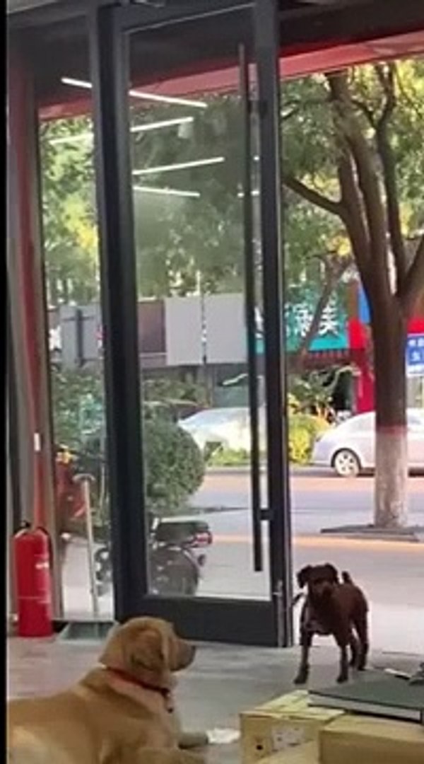 Funny animals Funny cats/ dogs Funny animal videos