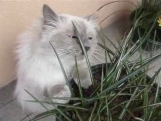 Il fait beau c'est le printemps 016