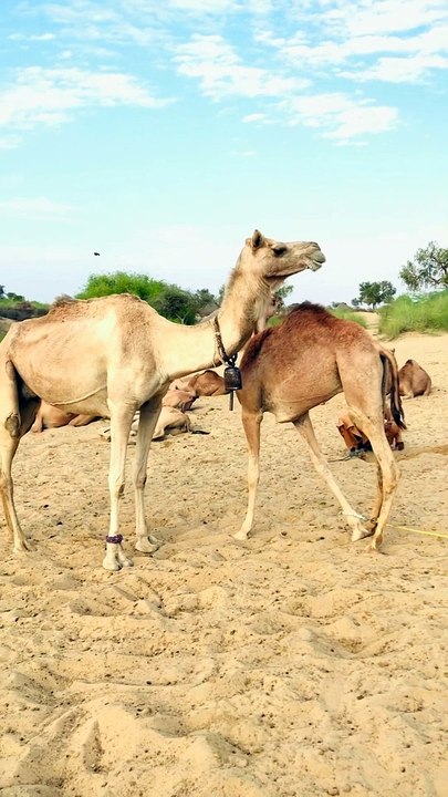 Desert Camel.
