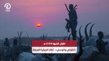 طول قرنيها 2.04م «أنكولي واتوسي».. أبقار أفريقيا العريقة