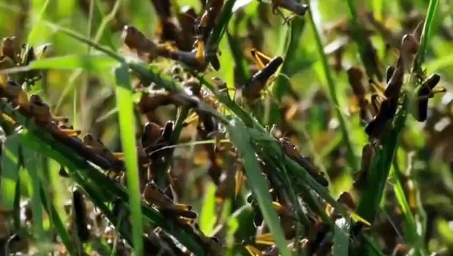 Locusts yani tiddi attack on crops