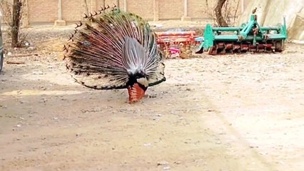 Breeding season started peacock ready to mingle