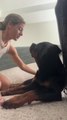 Rottweiler Listens Calmly as Owner Explains About Its Surgery