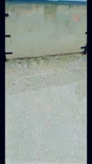 In Peshawar university the happy moments. Students entertainment. #entertainment #studentsLife #viral
