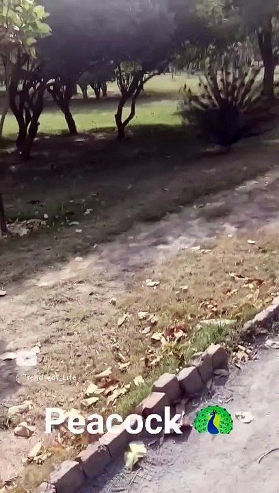 Peacock