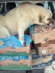 İşte mama lobisinin zararsız dediği hayvanlar