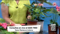 Entrevista - ¿Cómo cuidar nuestras plantas en invierno? (con Vivero Tarbaquita)