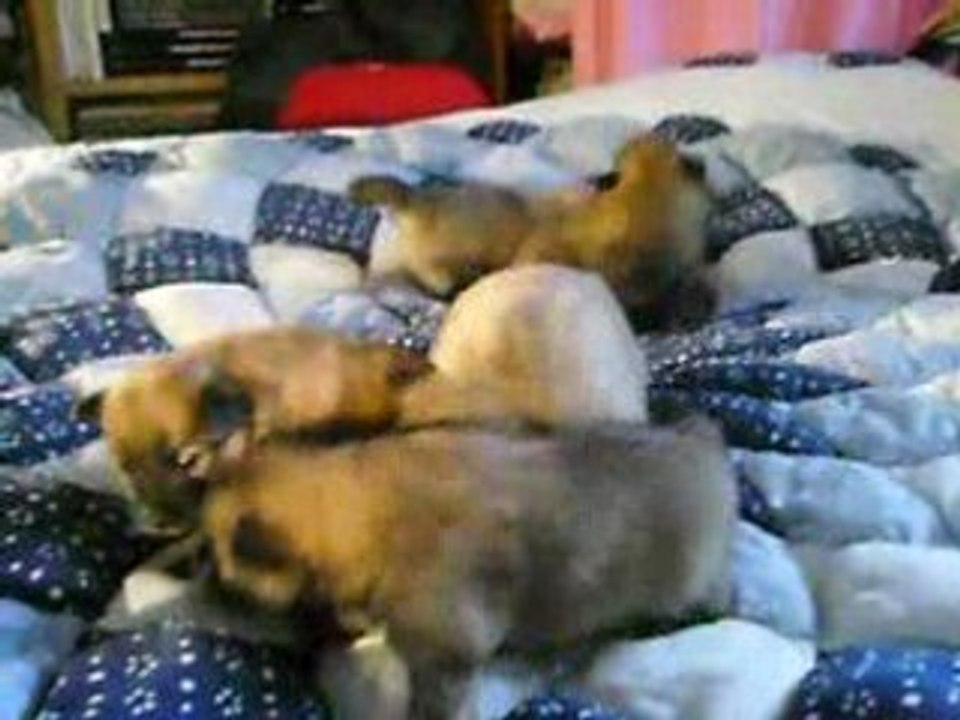 Chiots Alaska - 3 semaines