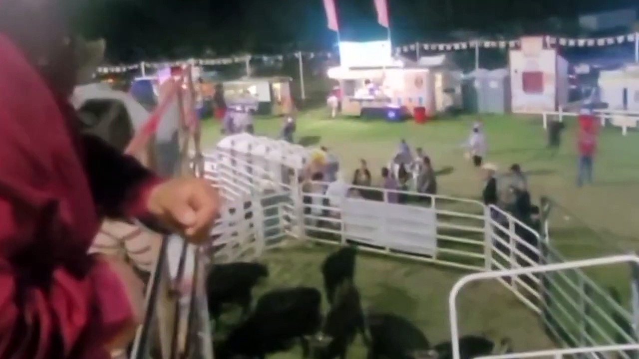 Touro foge de rodeio e invade arquibancada