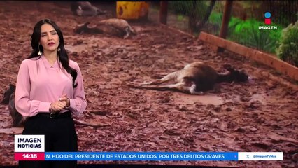 Más de 52 mil personas han muerto por las partículas que dejan los incendios forestales