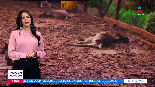 Más de 52 mil personas han muerto por las partículas que dejan los incendios forestales