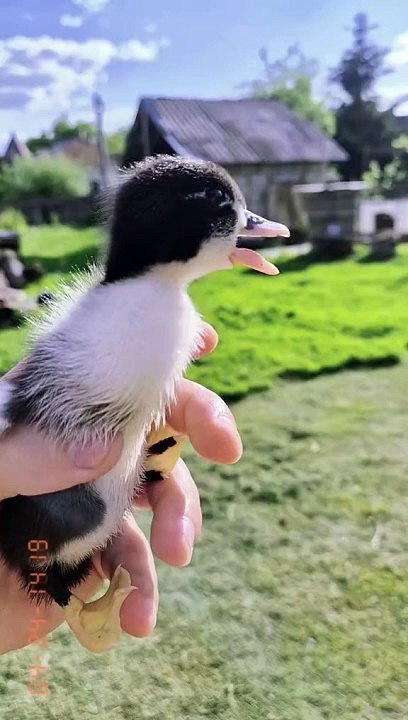 Funny Talking Duck
