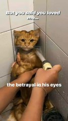 How dare you betrayed me