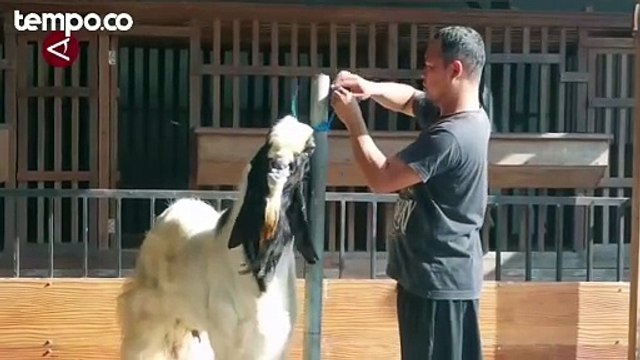 Jelang Idul Adha, Kambing Jumbo Jadi Hewan Kurban Primadona di Solo