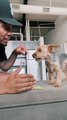 Man Plays Rock-Paper-Scissors Food Challenge With Pet Dog