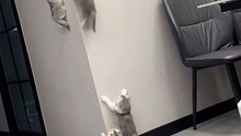 Very_good,_brave_little_kittensOfTikTok_#cat_#petsoftiktok_#pets_#cats_#catlover_#catsoftiktok_