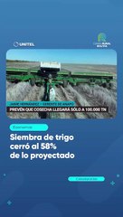 Siembra de trigo cerró al 58% de lo proyectado