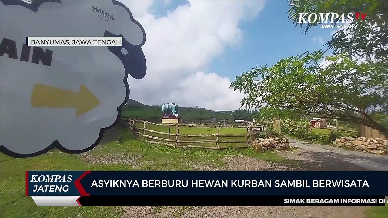 Asyiknya Berburu Hewan Kurban Sambil Berwisata