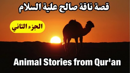 قصص الحيوان في القرآن  ناقة صالح  الجزء (2)   Animal Stories from Qur'an