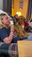 The Dog Is Craving For Ice Cream. Mouth of Dog Fill With Water