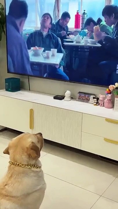 Furry Fun: Hilarious The Dog Is Crazy For Food