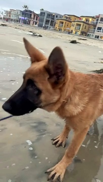Dory at the beach