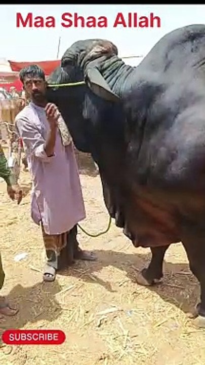 Qurbani ka janwer
