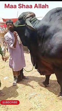 Qurbani ka janwer