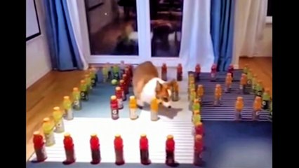 Cute Dog Running In a Maze