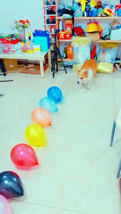 Funny video new #funny #video #sindhitv