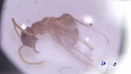 7dias-las-hormigas-locas-100624