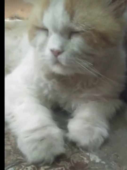 Aggressive Male  Cat