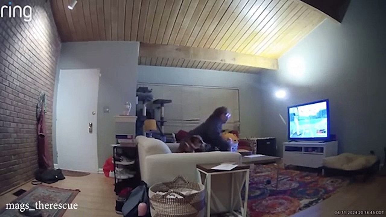 Funniest videos